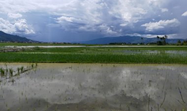 Petani Terancam Merugi, 5 Hektare Sawah di Kerici Terendam Banjir