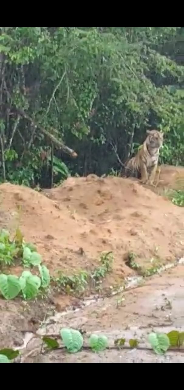 Geger, Dua Ekor Harimau Muncul di Airmumu Kerinci