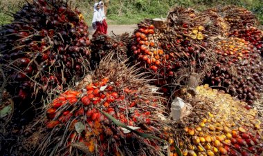 Harga CPO di Jambi Turun Hingga Rp613