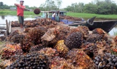 Harga Sawit di Jambi Semakin Anjlok, Begini Rinciannya