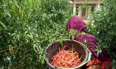 Pak Jokowi, Petani Solok Mengeluh Harga Cabai Rp7.000 per Kilogram