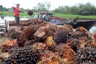 Harga Sawit di Jambi Semakin Anjlok, Begini Rinciannya