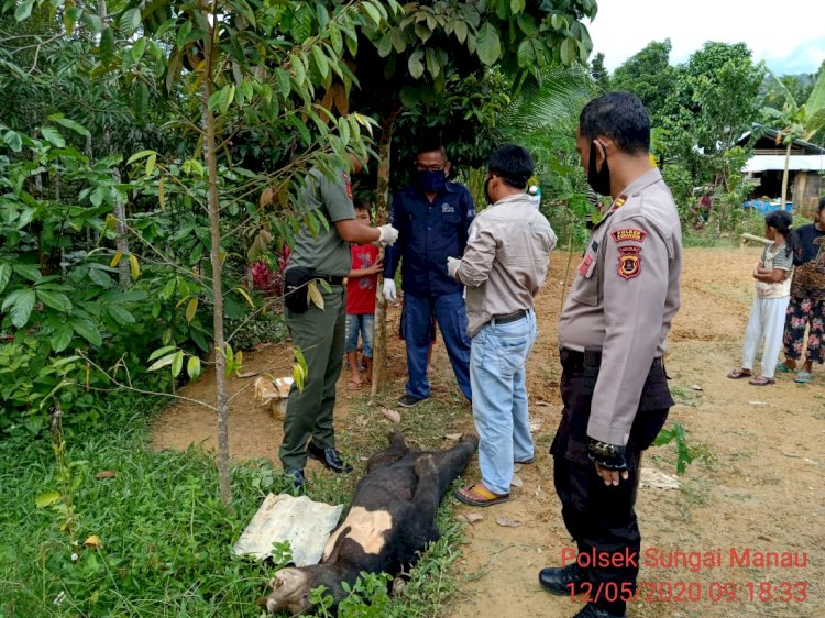 Heboh!!! Warga Benteng Sungaimanau Merangin Temukan Beruang Mati