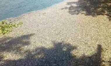 Ini Penyebab Ribuan Ikan di Waduk SIER Surabaya Tewas