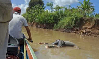 BREAKING NEWS! Warga Tanjung Menanti Bungo Dihebohkan Mayat di Sungai