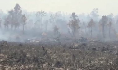 Walhi Sebut Penegakan Hukum Karhutla di Jambi Lemah