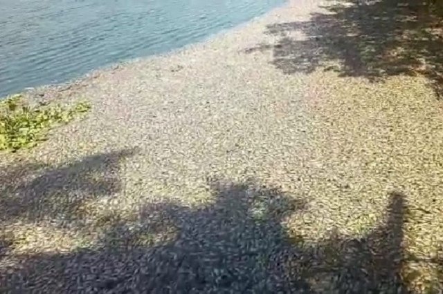 Ini Penyebab Ribuan Ikan di Waduk SIER Surabaya Tewas