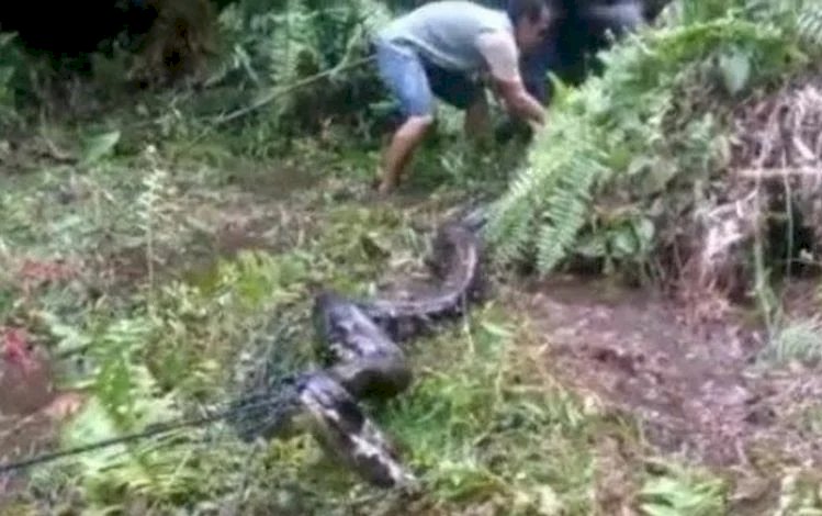 Bikin Heboh! Mandi di Sungai, Pria di Linggau Ini Terinjak Ular Piton Raksasa