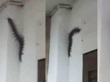 Viral! Penampakan Kelabang Super Raksasa di Dinding, Bikin Merinding