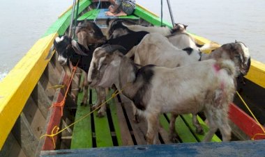 Dompet Dhuafa Sumsel Distribusikan 200 Hewan Kurban