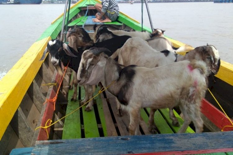 Dompet Dhuafa Sumsel Distribusikan 200 Hewan Kurban