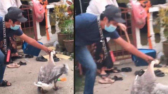 Bikin Ngakak! Viral Pria Dipatuk Angsa Berkali-kali, Istrinya: Ada Saja Angsa Kerjaannya