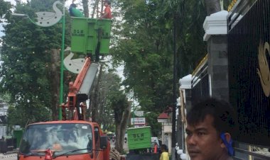 Banyak Pohon Rawan Tumbang di Kota Jambi, Ini yang Dilakukan Dinas Lingkungan Hidup