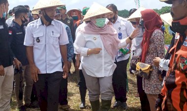 Punya Bibit Padi Unggulan, Bupati Masnah: Tadi Sudah Saya Cicipi, Nasinya Enak