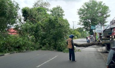 Siang Bolong, Pohon Besar di Kambang Kota Jambi Roboh