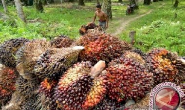 Hore! Harga CPO di Jambi Naik Rp34 per Kilogram