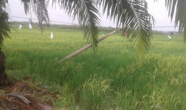 Direktur PLN Muarojambi!!! Tiang dan Kabel Listrik di Desa Pudak Ini Nyaris Menyentuh Tanah