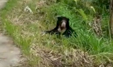 Serem! Beruang Madu Mau Menyebrang Jalan Raya Kelok 44 Agam Sumbar