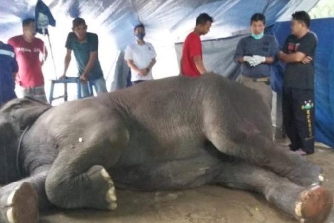 Gajah di Taman Rimbo Jambi Mati, Ini Penjelasan BKSDA