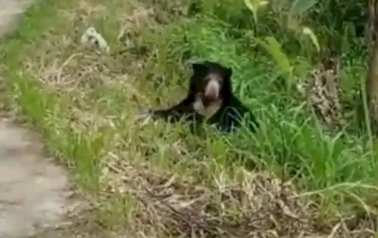 Serem! Beruang Madu Mau Menyebrang Jalan Raya Kelok 44 Agam Sumbar
