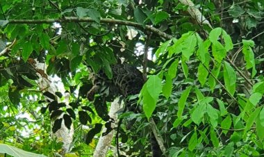Ngeri!! 4 Ekor Macan Tutul Berkeliaran di Dekat Rumah Warga Teluknilau Tanjab Barat
