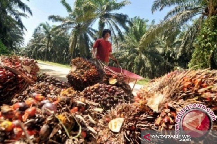 Naik Tipis! Harga CPO di Jambi Rp9.242 per Kilogram