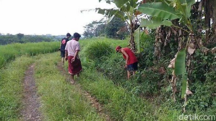 Warga Plumbon Dihebohkan Duit Berserakan di Persawahan