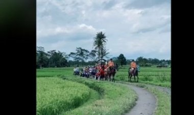Viral Pengantin Diarak Gunakan Kuda, Netizen: Kuda Putih Kasihan...