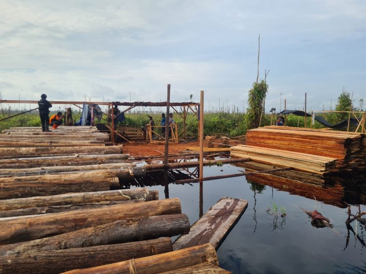 BB Pembalakan Liar di Kumpeh Muarojambi Dievakuasi Polda Jambi, Ini Rinciannya