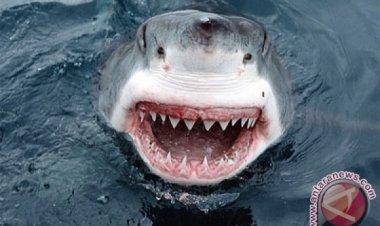 Hiu Bambu Terancam Punah Ini Dilepasliarkan di Teluk Thailand