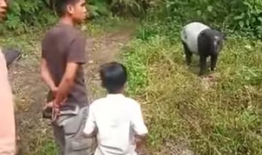 Viral! Tapir Ditemukan Sopir Travel di Jembatan Sako Tapan, Netizen: Tolong Jangan Diburu....