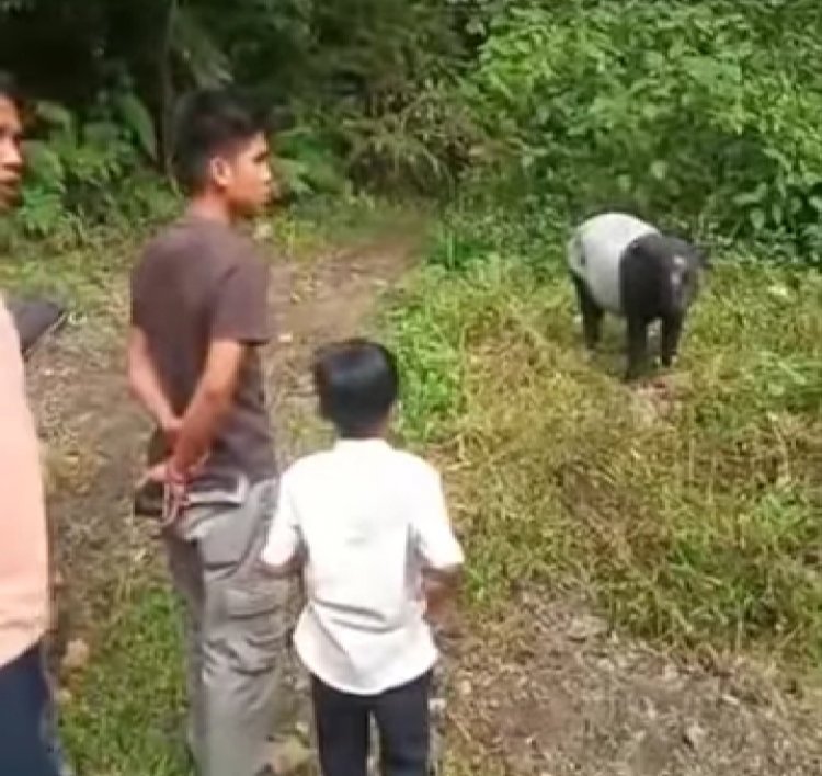 Viral! Tapir Ditemukan Sopir Travel di Jembatan Sako Tapan, Netizen: Tolong Jangan Diburu....