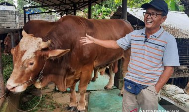 Presiden Jokowi Berikan Sapi Kurban untuk Jambi, Beratnya Hampir 1 Ton