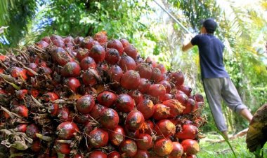Harga TBS Sawit di Jambi Naik Tipis, Segini Harganya