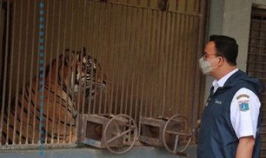 Gubernur Anies Sebut Dua Harimau Sumatra di Ragunan Positif Covid-19