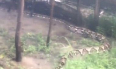 VIRAL! Ular Raksasa Berkeliaran di Kebun Warga