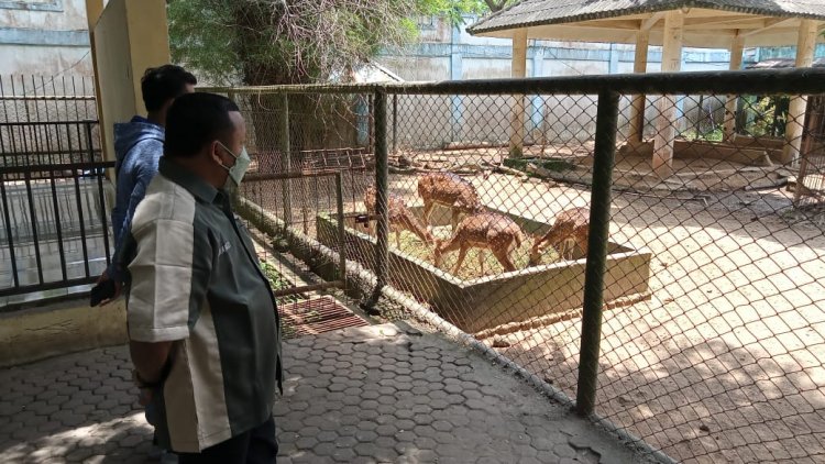 Dianggarkan Rp800 Juta Setahun, Taman Rimba Jambi Malah Tidak Punya Freezer Penyimpanan Makan Hewan