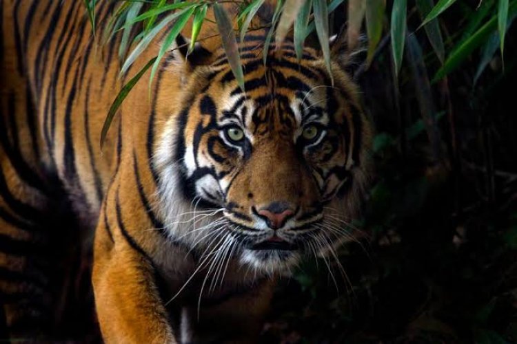 Ngeri, Pendulang Emas Asal Desa Guguk Merangin Tewas Diterkam Harimau