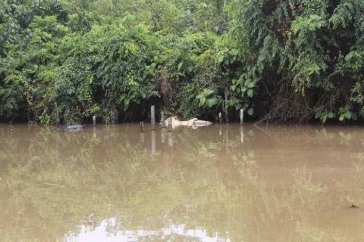 Tidak Terurus, Seekor Buaya Besar di Penangkaran Sungai Gelam Muarojambi Mati Akibat Dimangsa Kawanannya
