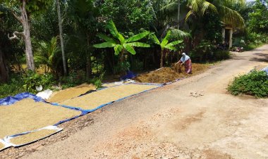 Sawah Terendam, Warga di Muarojambi Ini Terpaksa Panen Padi Lebih Awal