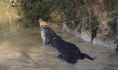 Hingga Hari Ini, Sudah Puluhan Buaya yang Dievakuasi dari Penangkaran Terlantar di Muarojambi
