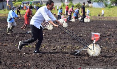Jokowi Minta Sorong jadi Daerah Produsen Utama pertanian: Ada 11 Ribu Hektar Tanaman Jagung
