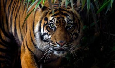 Lagi, Warga Merangin Diterkam Harimau, Korbannya Petani Karet