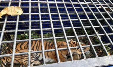 Akhirnya, Harimau yang Menerkam 3 Warga Renah Pembarap Merangin Ini Berhasil Ditangkap