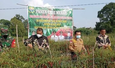 Bupati Bungo Mashuri dan Gubernur Jambi Tanam Kedelai Serta Panen Cabai