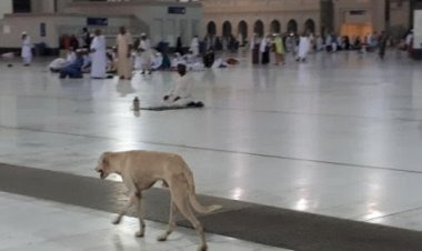 Viral Lagi, Foto Anjing Berkeliaran di Masjidil Haram, Al Ghazali: No Problem! Memang Manusia Banyak yang Lebih dari Binatang!