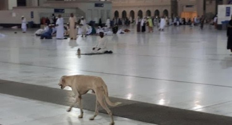Viral Lagi, Foto Anjing Berkeliaran di Masjidil Haram, Al Ghazali: No Problem! Memang Manusia Banyak yang Lebih dari Binatang!