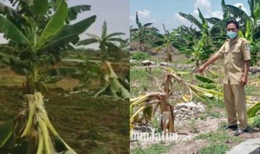 Koplak! 9 Bocah Ini Rusak 50 Pohon Pisang Demi Konten "Salam dari Binjai"