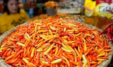 Lapor Pak Jokowi! Harga Cabai Bersaing Ketat dengan Harga Daging