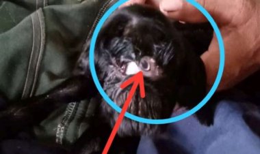 Warga Merangin Dibuat Heboh, Ada Anak Kambing Baru Lahir Punya Mata Satu